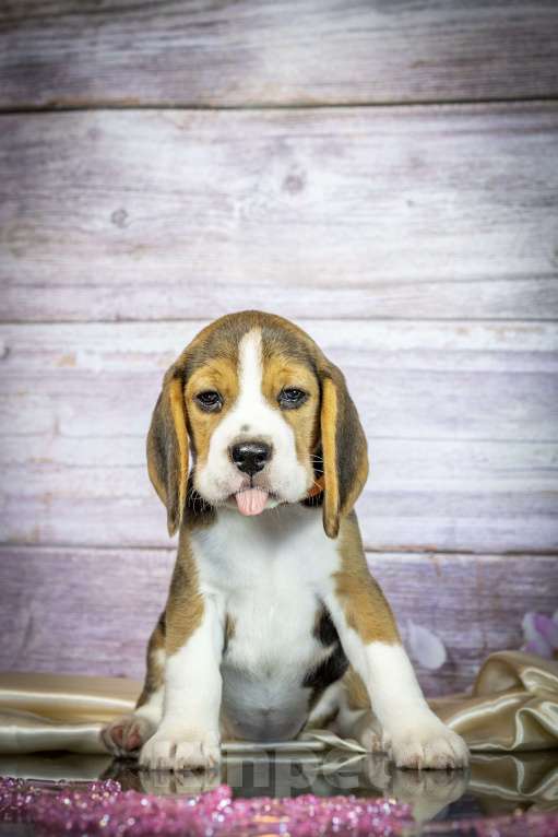 Собаки в Санкт-Петербурге: Милые маленькие биглюши ищут друзей Девочка, 65 000 руб. - фото 2