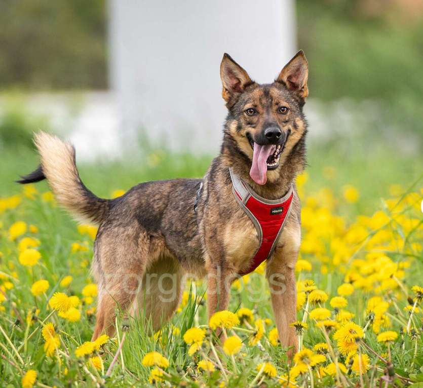 Собаки в Москве: Тесса Девочка, Бесплатно - фото 7