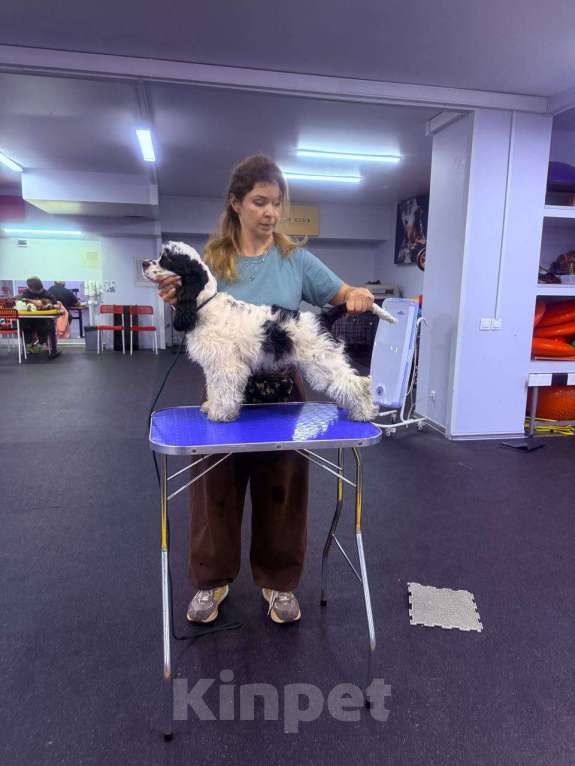 Собаки в Москве: Принц: будущий чемпион ринга и выставок  Мальчик, 120 000 руб. - фото 10