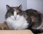 Кошки в Москве: Пушистая трехцветная кошка-красавица Филадельфия в дар Девочка, 1 руб. - фото 1