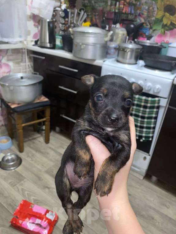 Собаки в Новокузнецке: Щенки в добрые руки  Мальчик, Бесплатно - фото 3