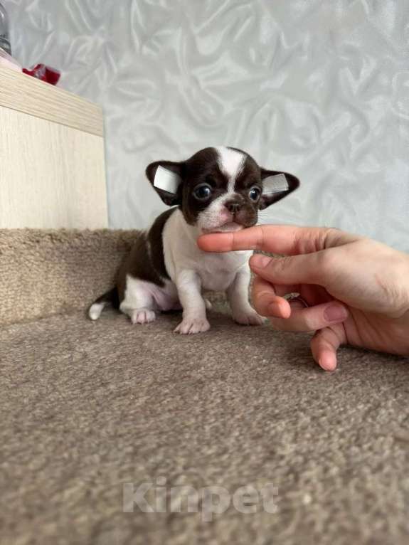 Собаки в Воронеже: Девочка чихуахуа Девочка, 45 000 руб. - фото 3