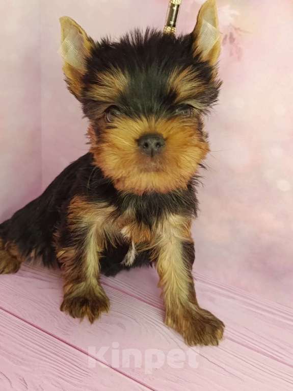 Собаки в других городах Московской области: Лёня Мальчик, 50 000 руб. - фото 1