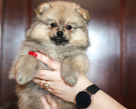 Собаки в Череповце: Щенки немецкого шпица  Мальчик, 25 000 руб. - фото 10