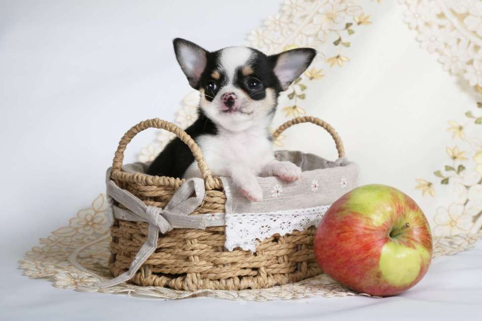 Собаки в Люберцах: продажа щенка чихуахуа  Девочка, 65 000 руб. - фото 3