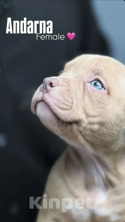 Собаки в Ростове-на-Дону: Булли щенки  Мальчик, 120 000 руб. - фото 4