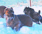 Собаки в других городах Ярославской области: Щенки кане корсо Мальчик, 60 000 руб. - фото 2