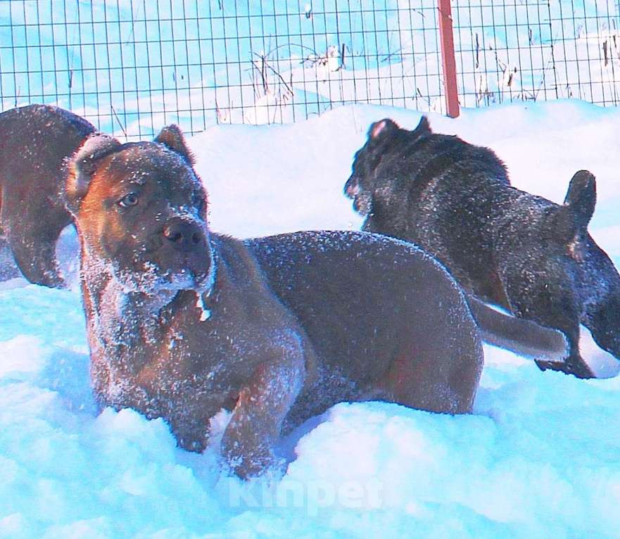 Собаки в других городах Ярославской области: Щенки кане корсо Мальчик, 60 000 руб. - фото 2