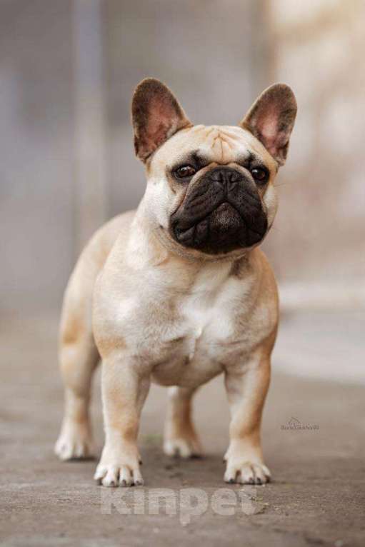 Собаки в Москве: Игнави Бетти Девочка, Бесплатно - фото 2