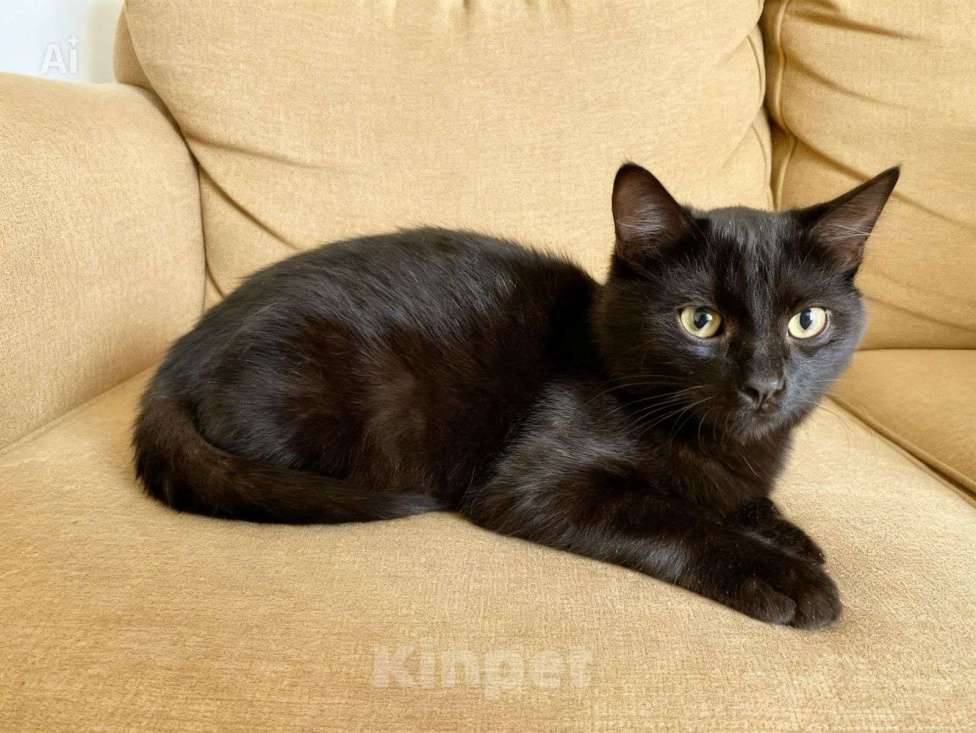 Кошки в Москве: Черный котёнок Нуар в добрые руки Мальчик, Бесплатно - фото 9