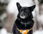 Собаки в Москве: Небольшая черная собачка Эльза в добрые руки Девочка, 1 руб. - фото 4
