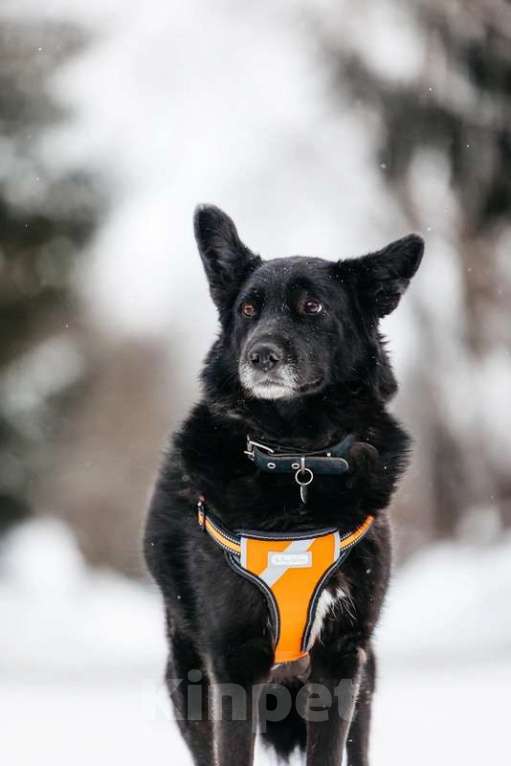 Собаки в Москве: Небольшая черная собачка Эльза в добрые руки Девочка, 1 руб. - фото 4