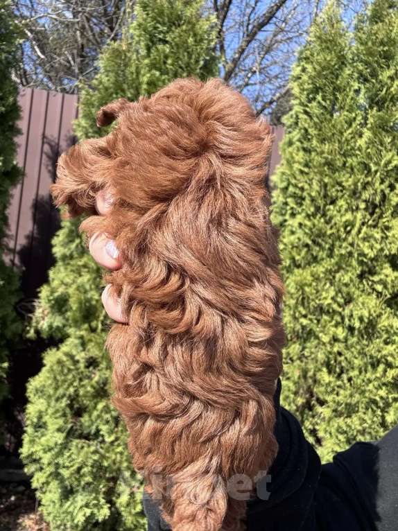 Собаки в Москве: Той пудель тедди девочка Девочка, 150 000 руб. - фото 3