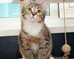 Кошки в Калуге: Муся — полосатый колобочек. Котенок-подросток в добрые руки. Девочка, Бесплатно - фото 6