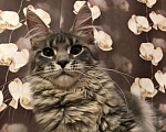 Кошки в Барыше: Котики из питомника, 15 000 руб. - фото 5