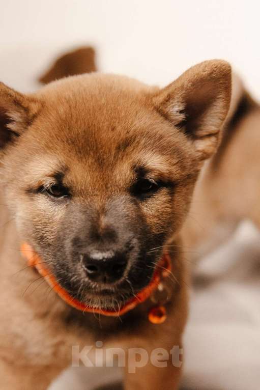 Собаки в Казани: Щенок сиба ину от родителей чемпионов Мальчик, 55 000 руб. - фото 3