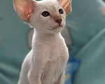 Кошки в Воткинске: Ориентальный котенок Мальчик, 60 000 руб. - фото 1