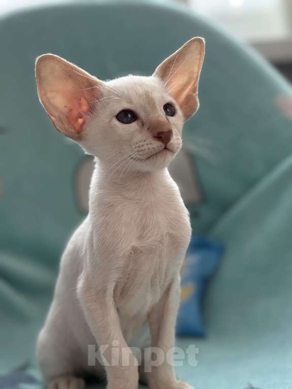 Кошки в Воткинске: Ориентальный котенок Мальчик, 60 000 руб. - фото 1