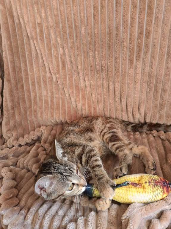 Кошки в Москве: Маленькое чудо ищет дом Девочка, Бесплатно - фото 5