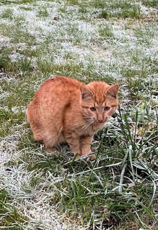 Кошки в Казани: Рыжики в беде  Мальчик, Бесплатно - фото 5