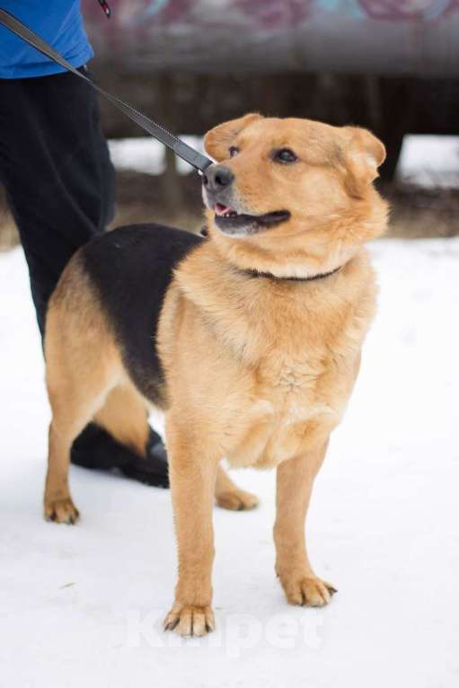 Собаки в Москве: Трезор Мальчик, Бесплатно - фото 4
