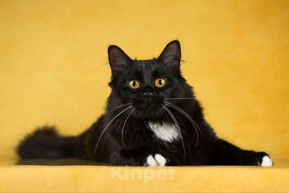 Кошки в Балашихе: Падди Мальчик, Бесплатно - фото 1