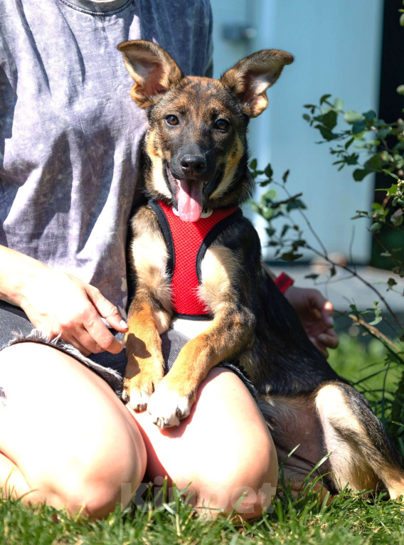 Собаки в Москве: Щенок в добрые руки бесплатно Москва Девочка, Бесплатно - фото 3