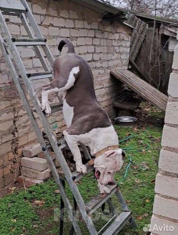 Собаки в Пятигорске: Вязка для матёрого кабеля по кличке Тайфун ! Мальчик, Бесплатно - фото 2