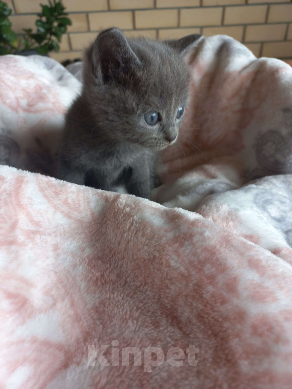 Кошки в других городах Ставропольского края: Отдам в добрые руки Мальчик, Бесплатно - фото 2