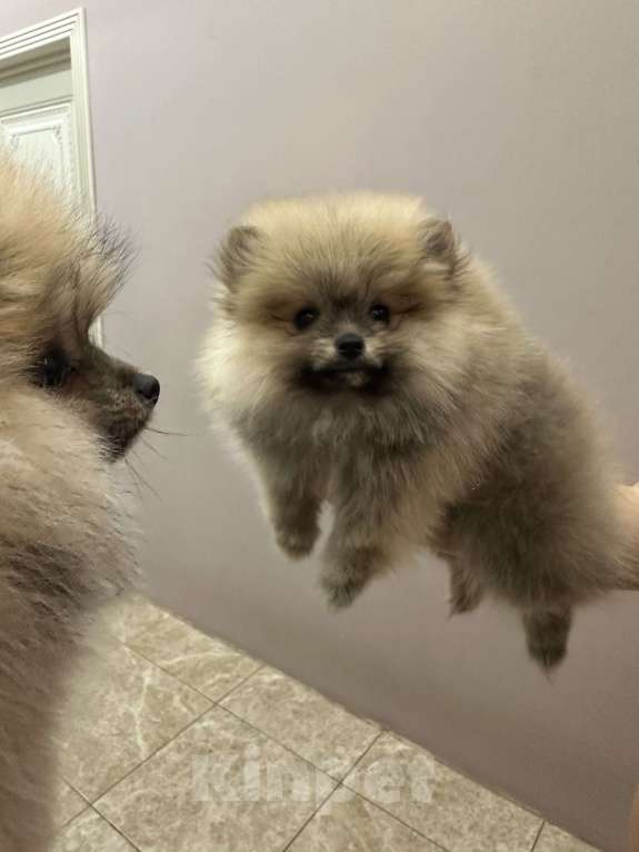 Собаки в Калининграде: Померанский шпиц  Мальчик, 28 000 руб. - фото 7