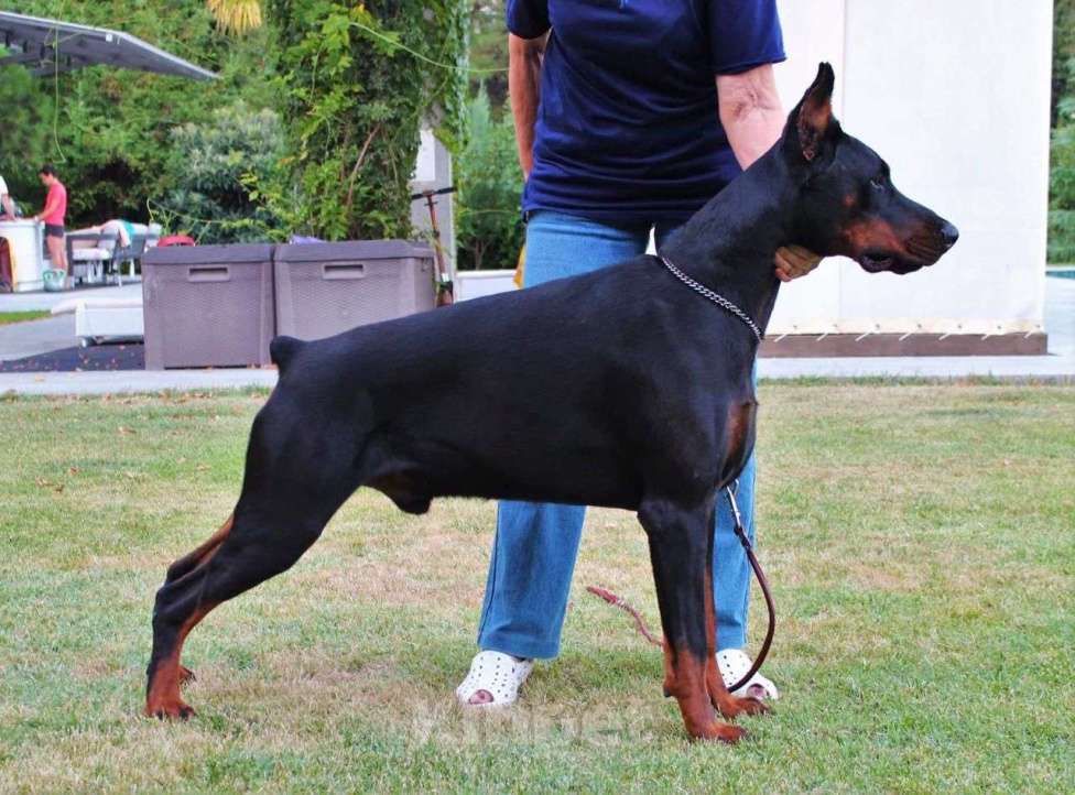 Собаки в Чехове: Великолепная, купированная девочка добермана Девочка, 90 000 руб. - фото 3