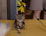 Кошки в Ногинске: Экзотическая короткошерстная  Мальчик, 20 000 руб. - фото 4