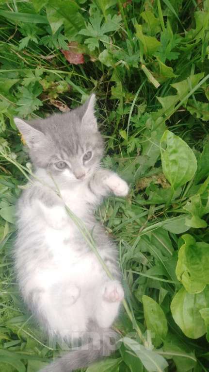Кошки в других городах Челябинской области: Раздаëм котят, родились 26 июня Девочка, Бесплатно - фото 4