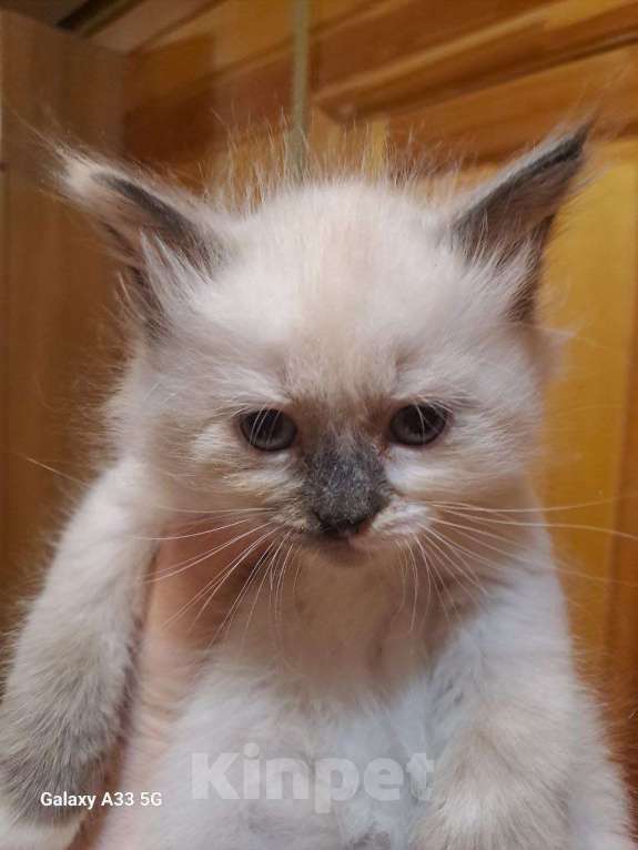 Кошки в Сергиеве Посаде: чудо-кошечка Девочка, Бесплатно - фото 2