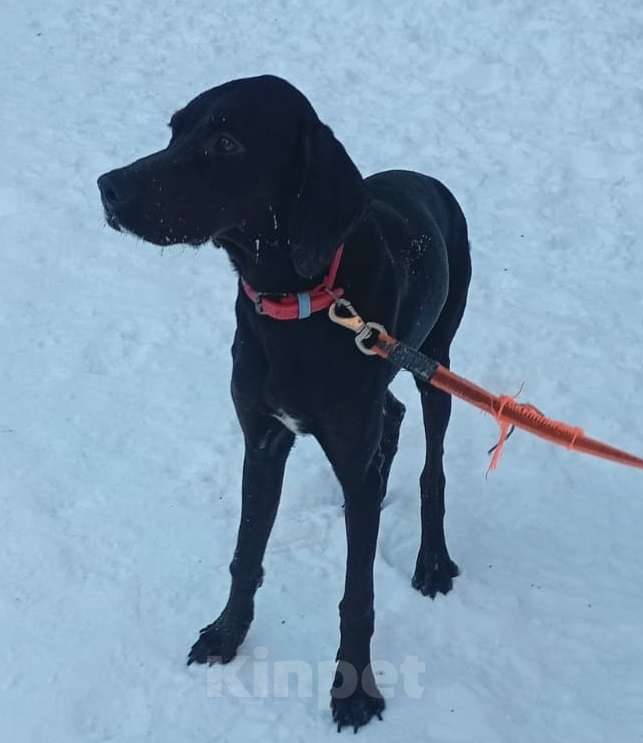 Собаки в Москве: Пойнтер Адель в дар Девочка, Бесплатно - фото 6