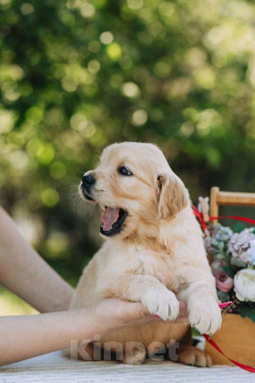 Собаки в Воронеже: Золотистый ретривер Воронеж  Мальчик, 60 000 руб. - фото 4