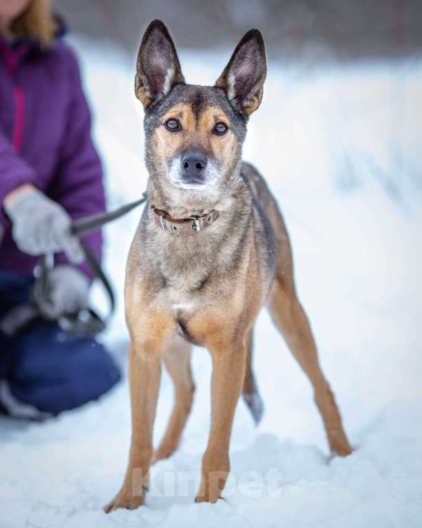 Собаки в Химках: Найк в самые лучшие руки Мальчик, Бесплатно - фото 2