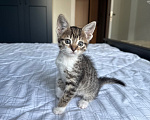 Кошки в Москве: Котенок девочка Девочка, Бесплатно - фото 4