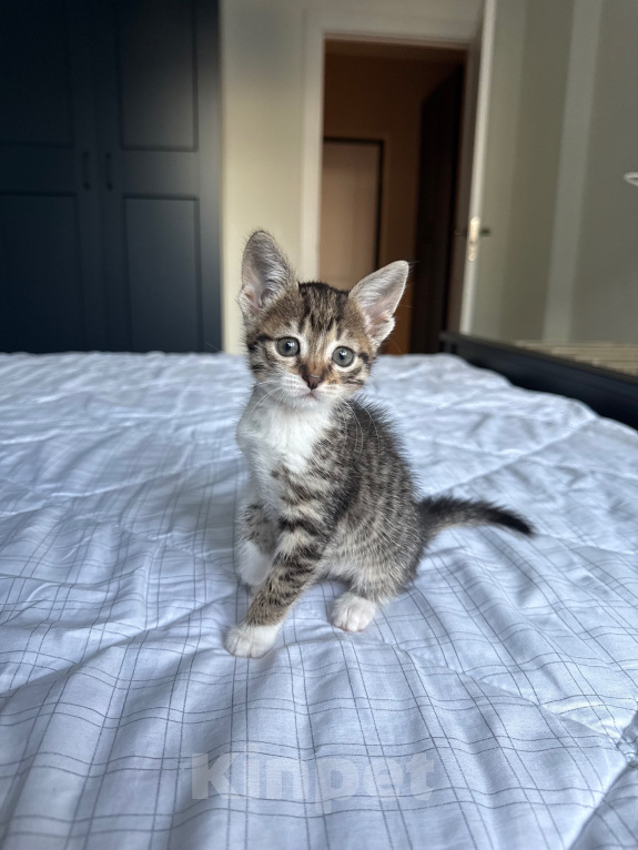 Кошки в Москве: Котенок девочка Девочка, Бесплатно - фото 4