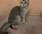 Кошки в Калуге: Британский котёнок Мальчик, 20 000 руб. - фото 3