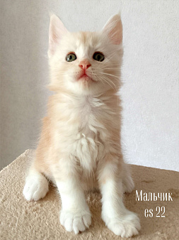 Котята Мейн Кун(резерв)