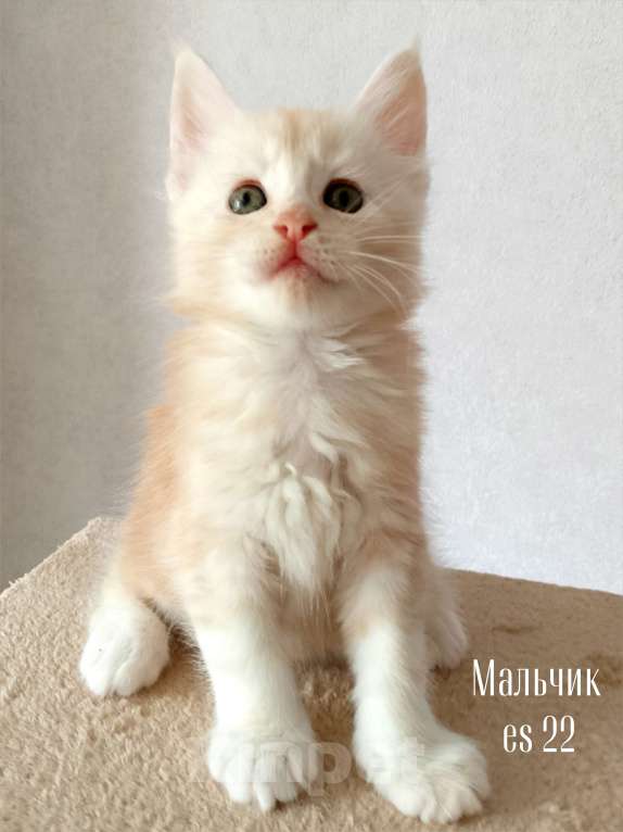 Кошки в Энгельс: Котята Мейн Кун(резерв) Мальчик, 50 000 руб. - фото 1