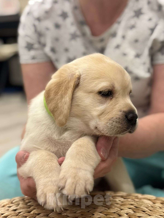 Собаки в Истре: Щенок лабрадора с отличной родословной, девочка Девочка, 70 000 руб. - фото 2