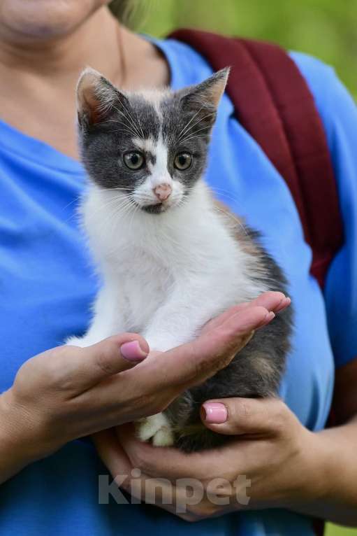 Кошки в Красногорске: Трехцветная кошечка Эмма 2,5 месяца ждет мам и пап Девочка, Бесплатно - фото 2