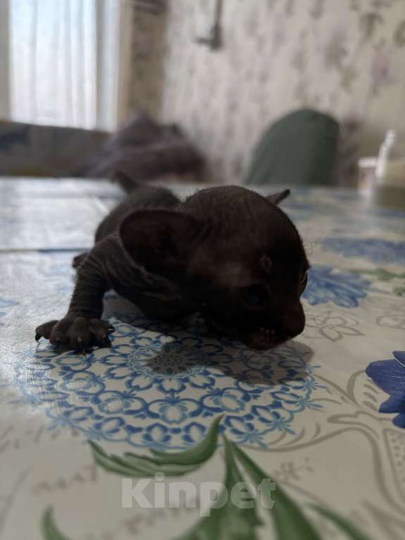 Кошки в Оренбурге: Сфинкс Мальчик, 8 000 руб. - фото 2