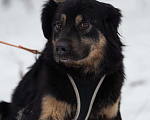 Собаки в Москве: Лури Девочка, Бесплатно - фото 1