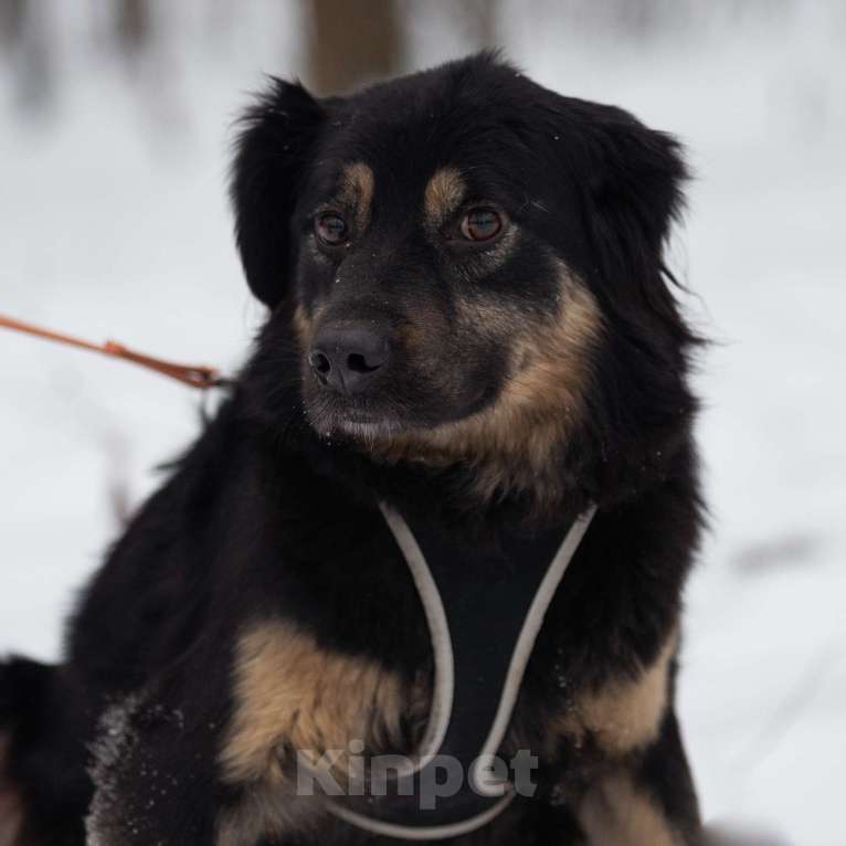 Собаки в Москве: Лури Девочка, Бесплатно - фото 1