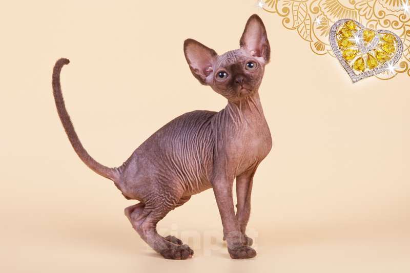 Кошки в Москве: Питомник Скорпион предлагает котят. Мальчик, Бесплатно - фото 2