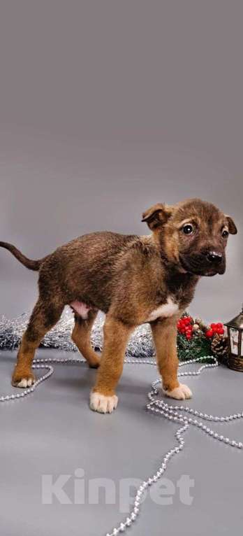 Собаки в других городах Московской области: Малышу  1,5 месяца  Мальчик, Бесплатно - фото 3