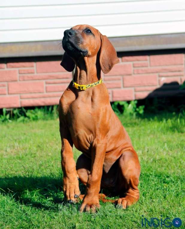 Собаки в Санкт-Петербурге: Родезийский риджбек щенок девочка. Породный питомник Девочка, 40 000 руб. - фото 1